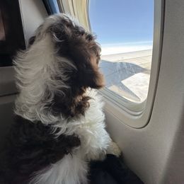 Portuguese Water Dog Puppies from Cornerstones Porties