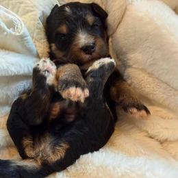 Rockie - Tri-color male Bernedoodle puppy in Sherman, Illinois from Shirl Doodle Life