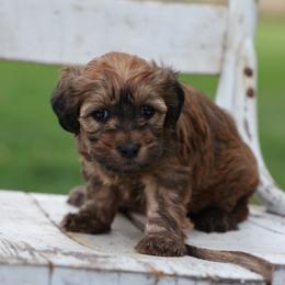 Rose - Wheaten female Whoodle puppy in West Bend, Iowa from Blue Skies Terriers