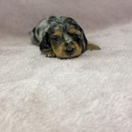 Elena - Dapple female Dachshund puppy in Dawson, Alabama from Bells Dashing Dachshunds