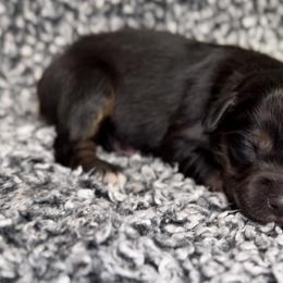 Tater - Black tri female Miniature Australian Shepherd puppy in Michie, Tennessee from Acton Aussies