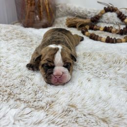 Girl 1 - Fawn brindle and white female Bulldog puppy in Wagoner, Oklahoma from Bre's Bulldogs