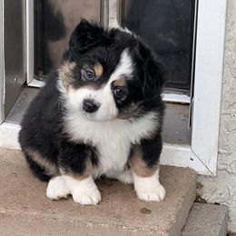 Miniature Australian Shepherd Puppies from Amberwood DD Aussies