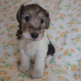 Juniper - White black and tan female Wire Fox Terrier puppy in Lancaster, Missouri from Missouri Meadows Farm