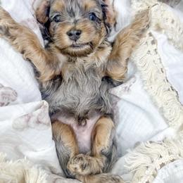 Snoopy - Merle male Cockapoo puppy in Otisville, Michigan from Danie’s Darling Doodles LLC