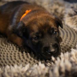 Tyrion - Fawn male Belgian Malinois puppy in Baltimore, Maryland from Abenteurer German Shepherds & Belgian Malinois