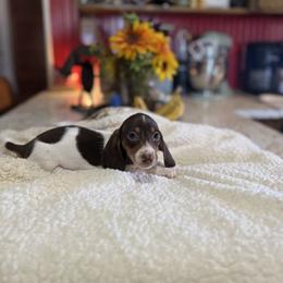 Espresso - Piebald male Dachshund puppy in Deming, New Mexico from FoxieDoxies of New Mexico