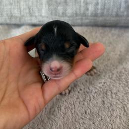 Boy 5 - Tri-color male Bernedoodle puppy in Spring Hill, Florida from Ohana Doodles