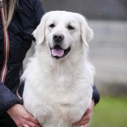 Luna - Golden Retriever