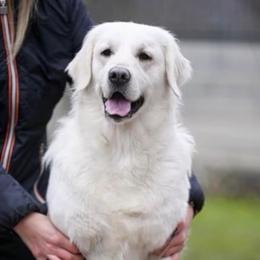 Luna - Golden Retriever