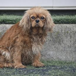 Cavalier King Charles Spaniel and Cocker Spaniel All Grown Up from Country View Puppies