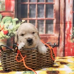 George orange collar - Golden male Golden Retriever puppy in Great Falls, Montana from VS Golden Fields