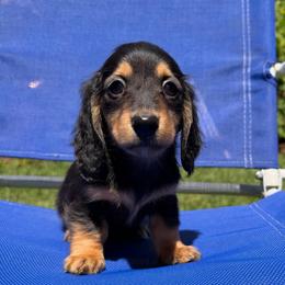 Black and Tan Girl - Black and tan female Dachshund puppy in Santa Rosa, California from Signature Mini Dachshunds