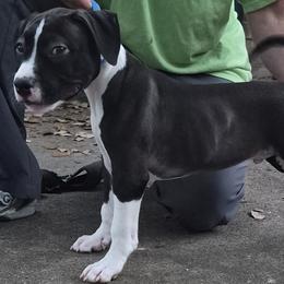 Blue boy - Seal brown male American Staffordshire Terrier puppy in Alvin, Texas from Shaner's Amstaffs