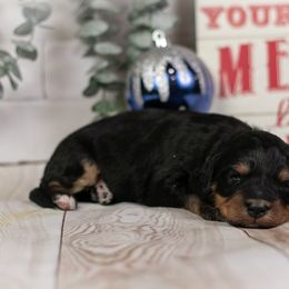 Elbrus - Sweet Female - Phantom female Bernedoodle puppy in Eureka, Illinois from Joley Aire Family Dogs