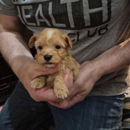 Chacha - Apricot female Maltipoo puppy in Everett, Washington from Meadows Ranch