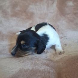 Clover - Piebald female Dachshund puppy in Surprise, Arizona from Codie's Dachshunds
