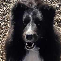 Havanese and Shetland Sheepdogs from Highsights Kennel