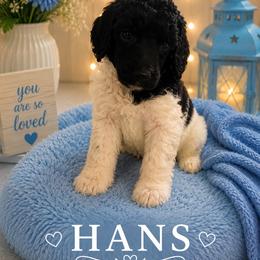 Hans - Parti male Poodle puppy in Washington, Pennsylvania from Patriotic Poodles