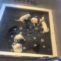 Girl 3 - White and black female Dalmatian puppy in Williamsburg, Ohio from Dewey’s Dals