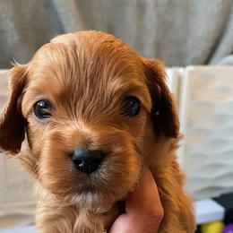 Wave - Red male Cavapoo puppy in Van Alstyne, Texas from Home Grown Puppies
