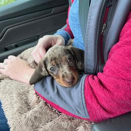 Dachshund Puppies from Honey Creek Doxies