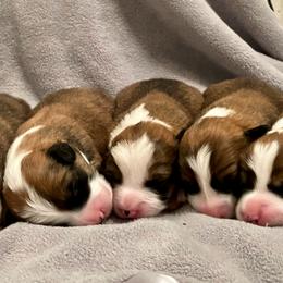 Pembroke Welsh Corgi Puppies from Nielsen's Straight Arrow Corgis