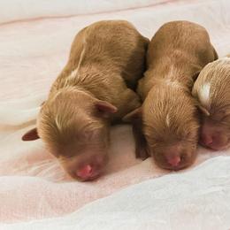 Frosty - Red  male Goldendoodle puppy in Canton, Georgia from Teddy Puppies