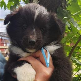 Max - Black and white male Shetland Sheepdog puppy in Weedsport, New York from M&M Shelties and Smooch-A-Bulls English Bulldogs