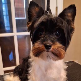 Fabian - Biewer Terrier
