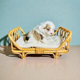 Will The Wise - Red merle male Aussiedoodle puppy in Dunn, North Carolina from Sandy Creek Kennels