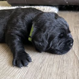 'Fetch' (Neon Green collar) - Black male Labrador Retriever puppy in Grand Saline, Texas from Castle Hills Labradors