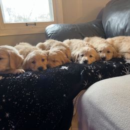 Golden Retriever Puppies from Renko Kennel