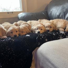 Golden Retriever Puppies from Renko Kennel