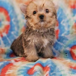 Yorkshire Terrier Puppies from Monique Davila