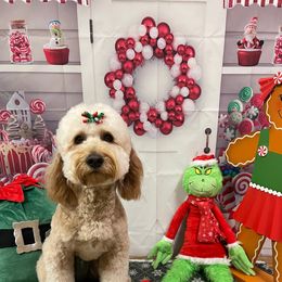 Annie - Goldendoodle
