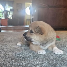 Shiba Inu Puppies from Kiara Coloma
