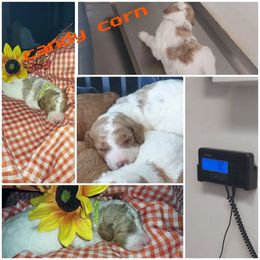 Goldendoodle and Poodle Puppies from Heavenly poodle and doodle
