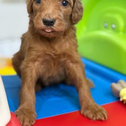 Pearl - Apricot female Goldendoodle puppy in Yuciapa, California from AlltheDoodlez_