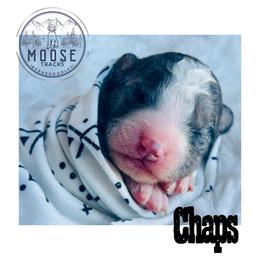 Chaps - Merle female Bernedoodle puppy in Belleville, Michigan from Moose Tracks Bernedoodles