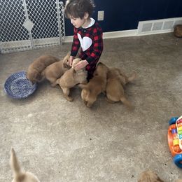 Golden Retriever Puppies from Adele's Golden Retrievers