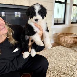 Cindy Lou - Black and white female Bernedoodle puppy in Yuba City, California from Ranch House Doodles