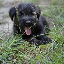 Kade - Silver male Skye Terrier puppy in East Camden, Arkansas from A Plus A