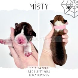 Misty - Red female Pembroke Welsh Corgi puppy in Santaquin, Utah from Blacktail Mountain Corgis