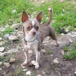 Barnacle Boy - Chihuahua