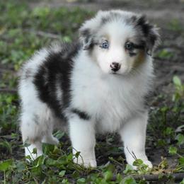 Sienna - Blue merle female Australian Shepherd puppy in Easton, Missouri from MMA Kennel