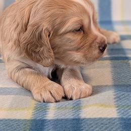 Working homes only. These are NOT suitable for pets or as companions - Golden male English Cocker Spaniel puppy in Phillips, Nebraska from Fenloch Gundogs