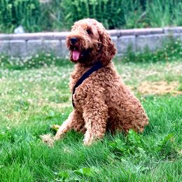 Lada - Goldendoodle