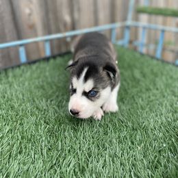 Siberian Husky Puppies from Husky Love and Pups