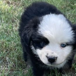 Boy 1 - Black Australian Shepherd puppy in Blum, Texas from 4P Poteet Farms